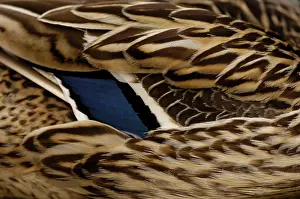 Trust: A captive Mallard (Anas platyrhynchos)