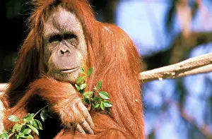 Pongo: Captive orangutan, or pongo pygmaeus
