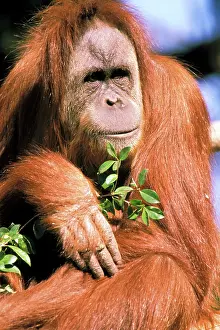 Pongo: Captive orangutan, or pongo pygmaeus