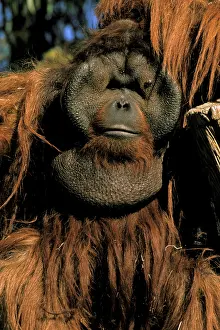 Pongo: Captive orangutan, or pongo pygmaeus