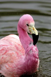 Trust: A captive photo of a Andean Flamingo (Phoenicoparrus