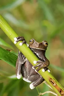 Foreground: Captive Tapichalaca Tree Frog (Hyloscirtus