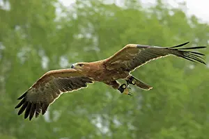 Rapax: A captive tawny eagle
