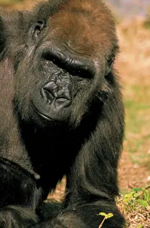 Concentration: Captive western lowland gorilla