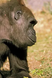 Concentration: Captive western lowland gorillas, or gorilla
