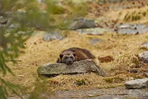 Hamra: Captive Wolverine (Gulo gulo) resting on a rock