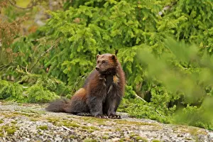 Hamra: Captive Wolverine (Gulo gulo) resting on a rock
