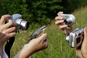 Nuthatches: Capture Nuthatch - being photgraphed