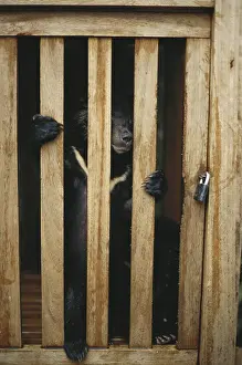 Caged: Captured Sun Bear Cub