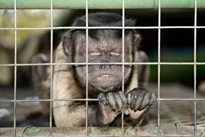 Limpopo: Capuchin Monkey (Cebinae sub-family), gripping onto