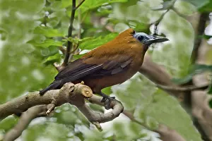 Cotingidae: Capuchinbird
