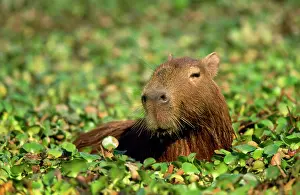Hydrochaeris: Capybara