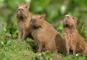 Hydrochaeris: Capybara - three