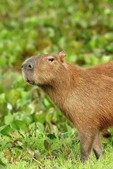 Hydrochaeris: Capybara