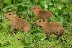 Hydrochaeris: Capybara