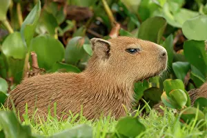 Hydrochaeris: Capybara