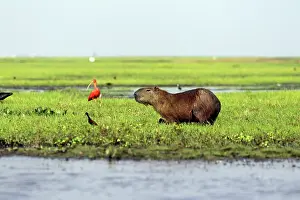 Capybara: Capybara