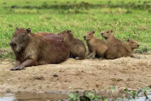 Capybara: Capybara
