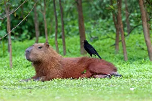 Hydrochaeris: Capybara