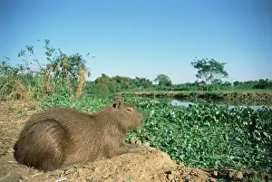 Hydrochaeris: Capybara