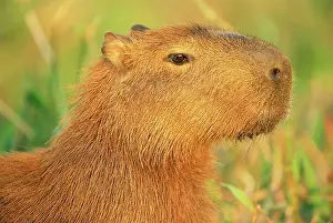 Hydrochaeris: Capybara