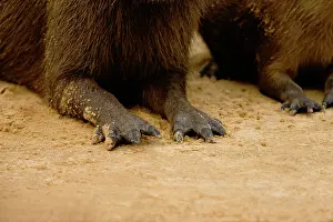 Webbed: Capybara