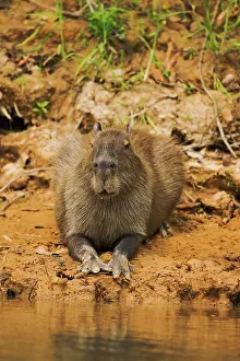 Webbed: Capybara