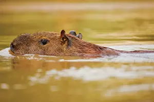Hydrochaeris: Capybara