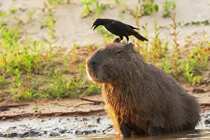Webbed: Capybara
