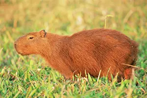 Hydrochaeris: Capybara
