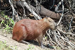 Hydrochaeris: Capybara