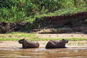 Hydrochaeris: Capybara