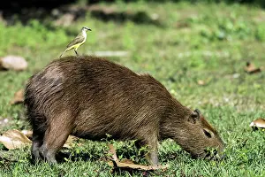 Hydrochaeris: Capybara adult feeding on grass
