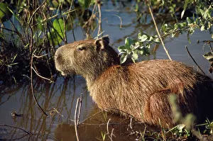 Hydrochaeris: Capybara - adult female