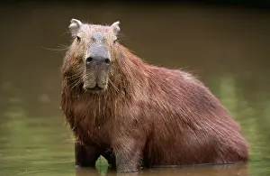 Hydrochaeris: CAPYBARA - adult male cooling down in water