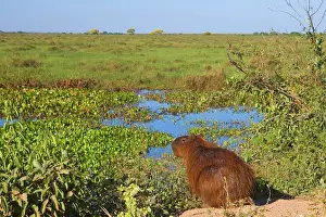 Hydrochaeris: Capybara - adult sitting on the edge of one of