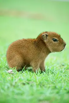 Hydrochaeris: CAPYBARA - BABY, ON GRASS