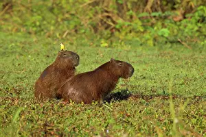 Pick: Capybara and Cattle Tyrant / Machetornis rixosa