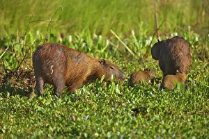 Hydrochaeris: Capybara - family consisting of two adults and