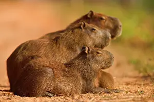 Hydrochaeris: Capybara - family is dozing on the Transpantaneira
