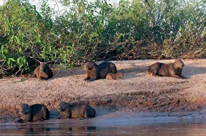 Hydrochoerus: Capybara family resting on the beach of