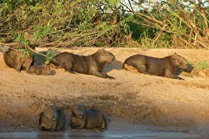 Hydrochoerus: Capybara family resting on the beach of