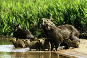 Hydrochaeris: Capybara family by the river