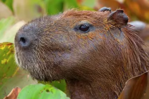 Hydrochaeris: Capybara - female adult Capybara
