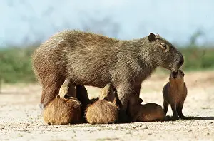 Capybaras: CAPYBARA - Female suckling young