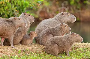 Hydrochaeris: Capybara group on edge of lake