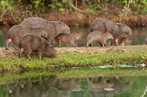 Hydrochaeris: Capybara group on edge of lake