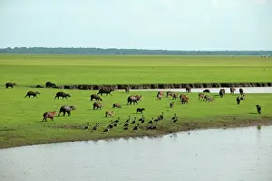 Hydrochaeris: Capybara - group by water