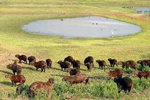 Hydrochaeris: Capybara - group by water
