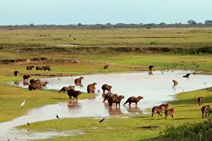 Hydrochaeris: Capybara - group around water
